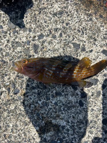 キジハタの釣果