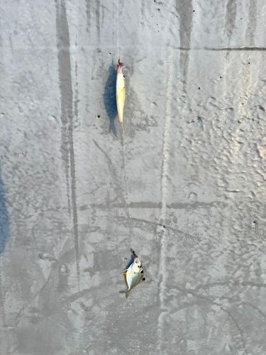 ヒイラギの釣果