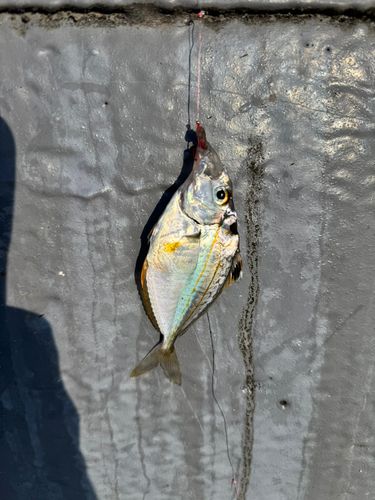 ヒイラギの釣果