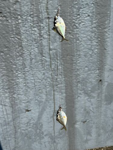 ヒイラギの釣果
