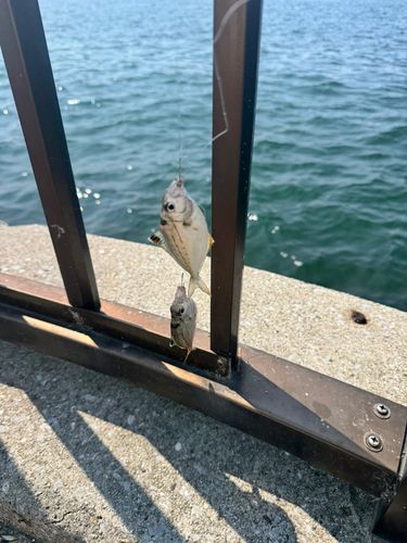 ヒイラギの釣果