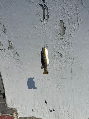 クサフグの釣果
