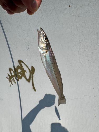 シロギスの釣果
