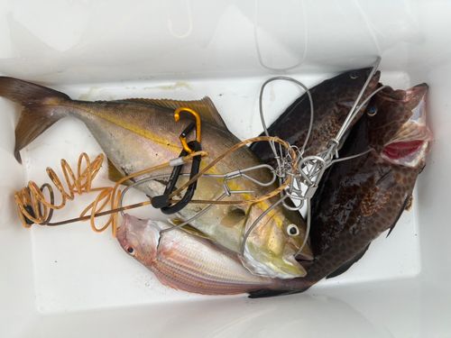 ショゴの釣果