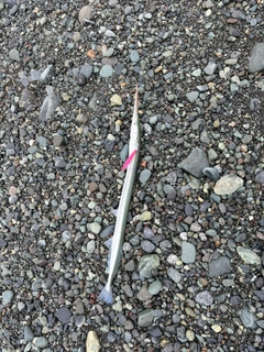 ダツの釣果