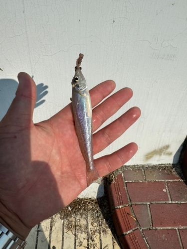 シロギスの釣果