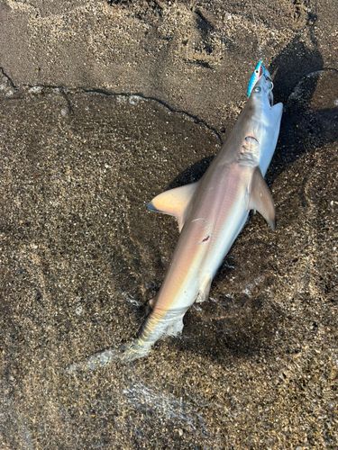 サメの釣果