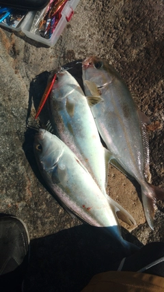 ネリゴの釣果
