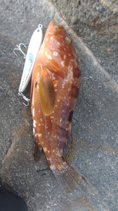 キジハタの釣果