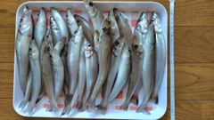 シロギスの釣果