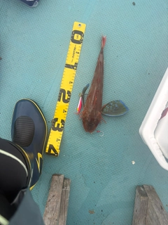 ホウボウの釣果