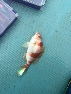タマガシラの釣果