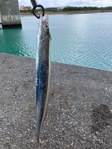 タチウオの釣果