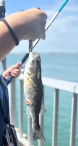 スズキの釣果