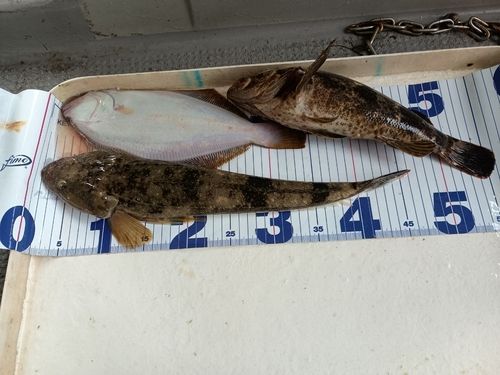 ベッコウゾイの釣果