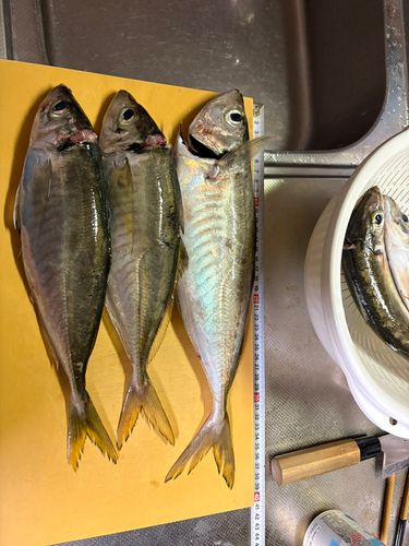 アジの釣果
