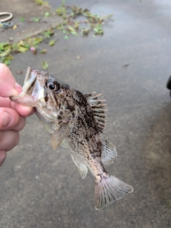 クロソイの釣果