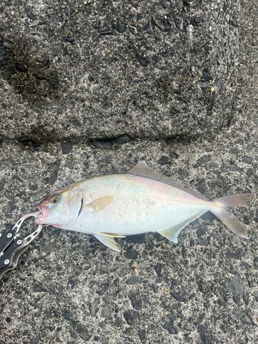 ショゴの釣果