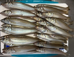シロギスの釣果