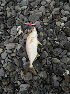 ショゴの釣果