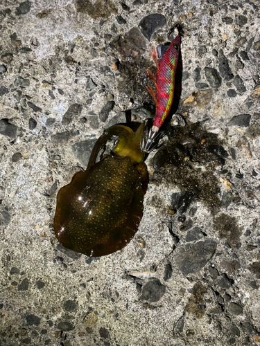 アオリイカの釣果