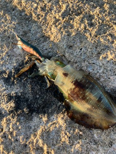 アオリイカの釣果