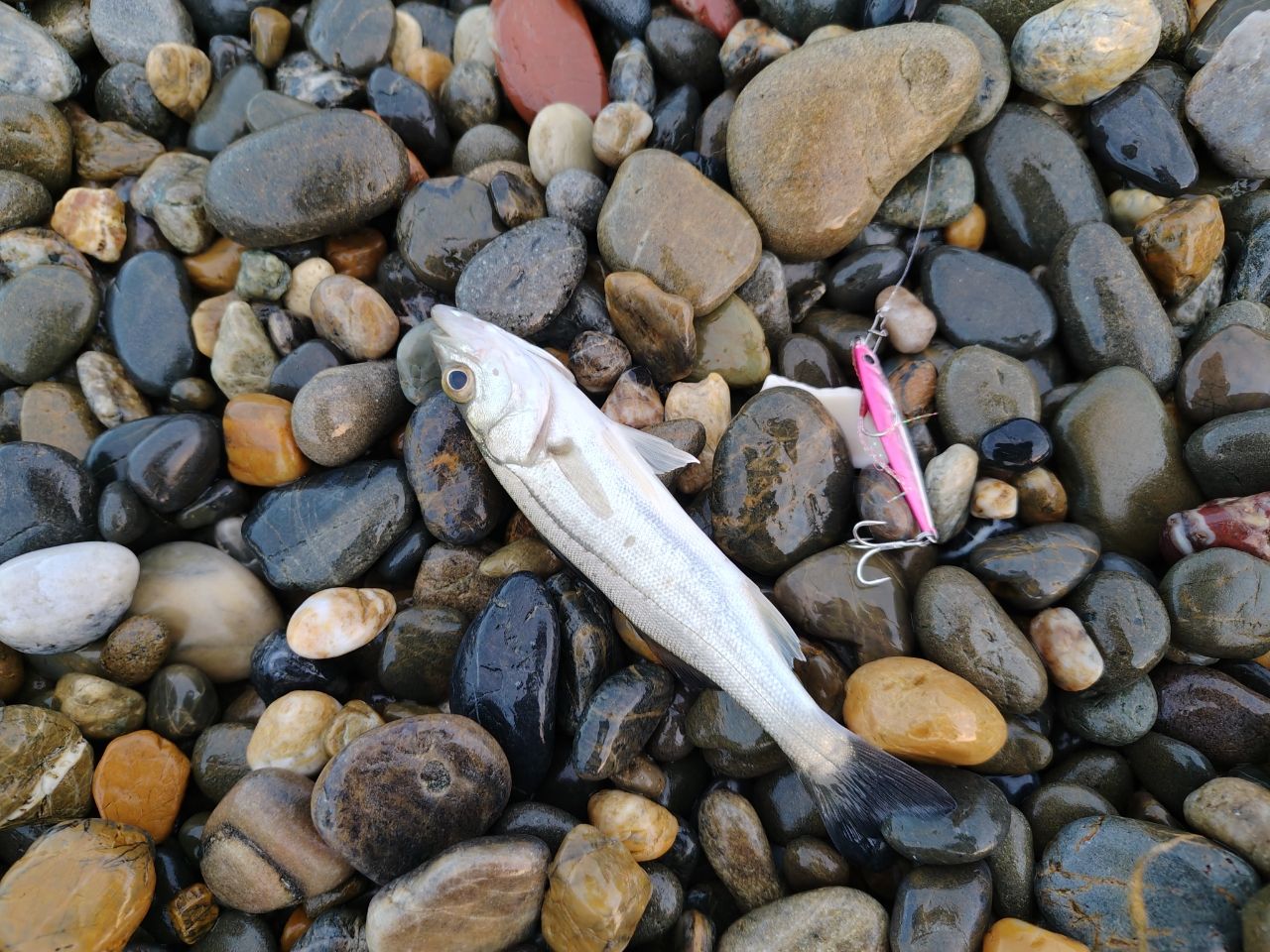 ともにぃ🐟 さんの 2026年08月31日のセイゴ（マルスズキ）の釣り・釣果