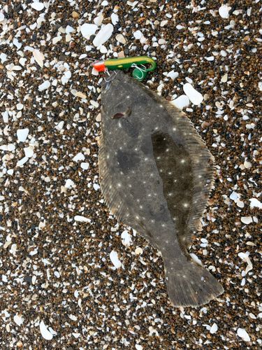 ヒラメの釣果