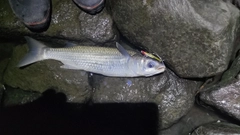 ボラの釣果