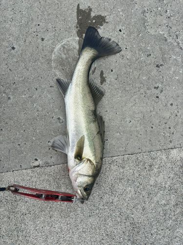 セイゴ（マルスズキ）の釣果