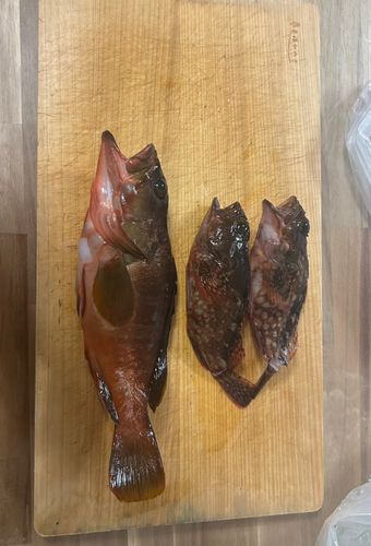 アカハタの釣果