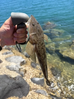 マゴチの釣果