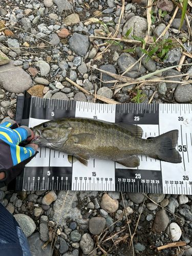 スモールマウスバスの釣果