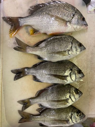 チヌの釣果