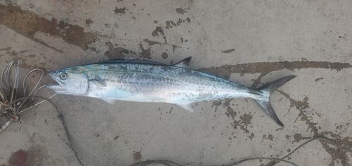 サゴシの釣果