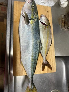 イナダの釣果