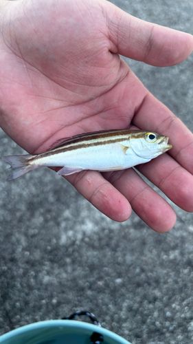 シマイサキの釣果