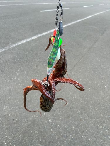 マダコの釣果