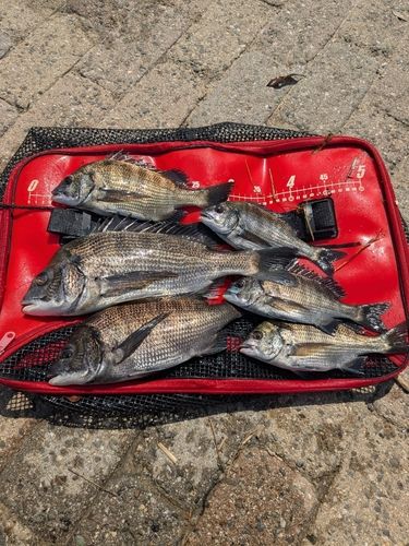 チヌの釣果
