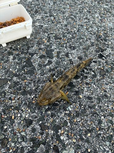 ウロハゼの釣果