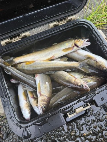 アユの釣果
