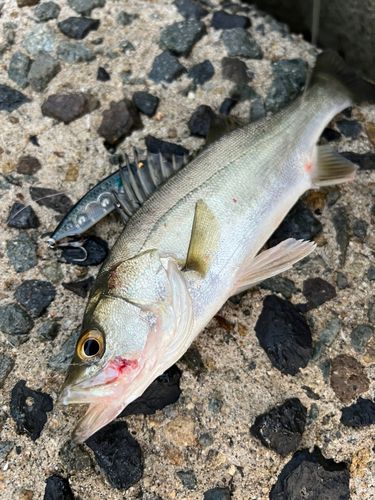 スズキの釣果