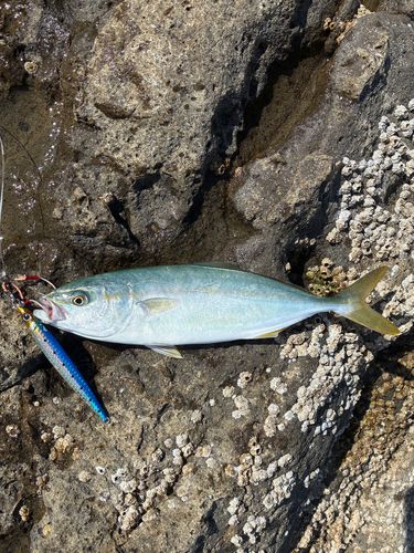 ワカシの釣果
