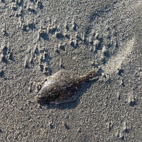 ソゲの釣果