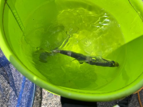 サッパの釣果