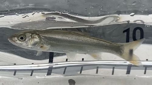 ウグイの釣果