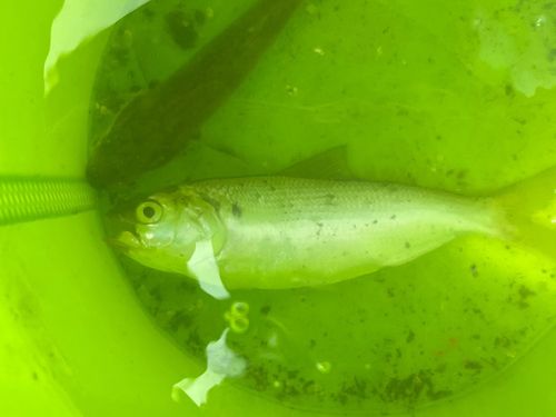 サッパの釣果
