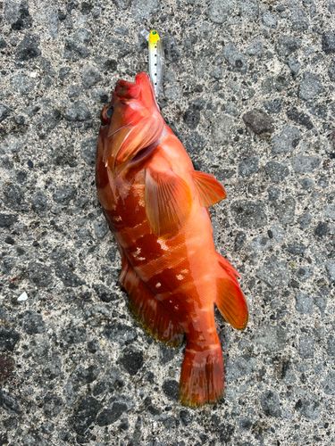 アカハタの釣果
