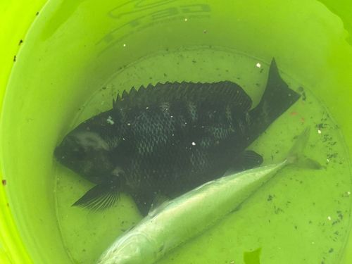 メジナの釣果