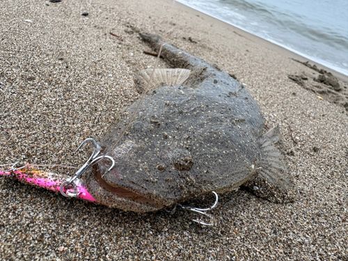 マゴチの釣果